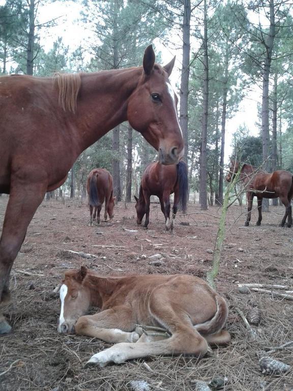 Residential Horse Club Costa Brava Hostel Santa Cristina d'Aro Zewnętrze zdjęcie
